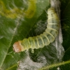 Early reveller - Diurnea fagella, caterpillar | Fotografijos autorius : Eglė Vičiuvienė | © Macronature.eu | Macro photography web site