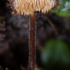 Earpick fungus - Auriscalpium vulgare | Fotografijos autorius : Žilvinas Pūtys | © Macronature.eu | Macro photography web site