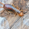 Earwig - Chelidurella acanthopygia | Fotografijos autorius : Kazimieras Martinaitis | © Macronature.eu | Macro photography web site