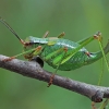 Eastern Saw Bush-cricket - Barbitistes constrictus ♀ | Fotografijos autorius : Gintautas Steiblys | © Macronature.eu | Macro photography web site