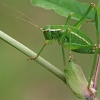 Eastern Saw Bush-cricket - Barbitistes constrictus | Fotografijos autorius : Gintautas Steiblys | © Macronature.eu | Macro photography web site