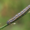 Eastern dappled white - Euchloe ausonia, caterpillar | Fotografijos autorius : Gintautas Steiblys | © Macronature.eu | Macro photography web site