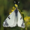 Eastern dappled white - Euchloe ausonia | Fotografijos autorius : Gintautas Steiblys | © Macrogamta.lt | Šis tinklapis priklauso bendruomenei kuri domisi makro fotografija ir fotografuoja gyvąjį makro pasaulį.