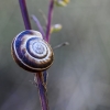 Eastern heath snail - Xerolenta obvia | Fotografijos autorius : Kazimieras Martinaitis | © Macronature.eu | Macro photography web site