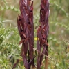 Rytinė serapija - Serapias orientalis ssp. carica | Fotografijos autorius : Gintautas Steiblys | © Macronature.eu | Macro photography web site