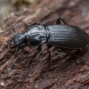 Ebony Blackclock - Pterostichus aethiops | Fotografijos autorius : Žilvinas Pūtys | © Macronature.eu | Macro photography web site