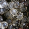 Juosvojo šliužo (Limax cinereoniger) kiaušinėliai | Fotografijos autorius : Gintautas Steiblys | © Macronature.eu | Macro photography web site