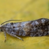 Eglinė cimolomija - Cymolomia hartigiana | Fotografijos autorius : Žilvinas Pūtys | © Macrogamta.lt | Šis tinklapis priklauso bendruomenei kuri domisi makro fotografija ir fotografuoja gyvąjį makro pasaulį.