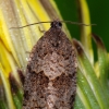 Eglinė dichelija - Dichelia histrionana | Fotografijos autorius : Arūnas Eismantas | © Macrogamta.lt | Šis tinklapis priklauso bendruomenei kuri domisi makro fotografija ir fotografuoja gyvąjį makro pasaulį.