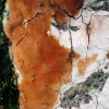 Elbowpatch crust - Fomitiporia punctata | Fotografijos autorius : Aleksandras Stabrauskas | © Macronature.eu | Macro photography web site