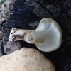 Elegant Polypore - Cerioporus leptocephalus (Cerioporus varius) | Fotografijos autorius : Vitalij Drozdov | © Macronature.eu | Macro photography web site