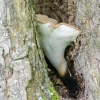 Elegant Polypore - Cerioporus varius | Fotografijos autorius : Darius Baužys | © Macronature.eu | Macro photography web site