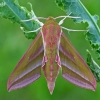 Elephant Hawk-moth - Deilephila elpenor  | Fotografijos autorius : Gintautas Steiblys | © Macronature.eu | Macro photography web site