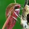 Elephant Hawk-moth - Deilephila elpenor  | Fotografijos autorius : Gintautas Steiblys | © Macronature.eu | Macro photography web site