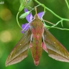 Elephant Hawk-moth - Deilephila elpenor  | Fotografijos autorius : Gintautas Steiblys | © Macronature.eu | Macro photography web site