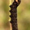 Elephant Hawk-moth - Deilephila elpenor, caterpillar | Fotografijos autorius : Ramunė Vakarė | © Macronature.eu | Macro photography web site