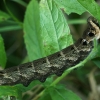 Elephant Hawk-moth - Deilephila elpenor, caterpillar | Fotografijos autorius : Vidas Brazauskas | © Macronature.eu | Macro photography web site