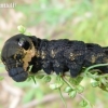 Elephant Hawk-moth - Deilephila elpenor, caterpillar | Fotografijos autorius : Vitalijus Bačianskas | © Macronature.eu | Macro photography web site