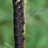 Elephant Hawk-moth - Deilephila elpenor, caterpillar | Fotografijos autorius : Gintautas Steiblys | © Macronature.eu | Macro photography web site