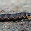 Elephant Hawk-moth - Deilephila elpenor, caterpillar | Fotografijos autorius : Oskaras Venckus | © Macronature.eu | Macro photography web site