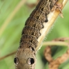 Elephant Hawk-moth - Deilephila elpenor, caterpillar | Fotografijos autorius : Eglė Vičiuvienė | © Macronature.eu | Macro photography web site