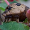 Elephant Hawk-moth - Deilephila elpenor, caterpillar | Fotografijos autorius : Romas Ferenca | © Macronature.eu | Macro photography web site