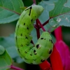 Elephant Hawk-moth - Deilephila elpenor, caterpillar | Fotografijos autorius : Romas Ferenca | © Macronature.eu | Macro photography web site