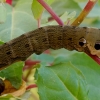 Elephant Hawk-moth - Deilephila elpenor, caterpillar | Fotografijos autorius : Romas Ferenca | © Macronature.eu | Macro photography web site