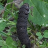 Elephant Hawk-moth - Deilephila elpenor, caterpillar | Fotografijos autorius : Vytautas Gluoksnis | © Macronature.eu | Macro photography web site