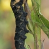 Elephant Hawk-moth - Deilephila elpenor, caterpillar | Fotografijos autorius : Gintautas Steiblys | © Macronature.eu | Macro photography web site