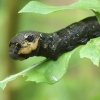 Elephant Hawk-moth - Deilephila elpenor, caterpillar | Fotografijos autorius : Vidas Brazauskas | © Macronature.eu | Macro photography web site