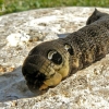 Elephant Hawk-moth - Deilephila elpenor, caterpillar | Fotografijos autorius : Linas Mockus | © Macronature.eu | Macro photography web site