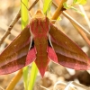 Elephant Hawk-moth - Deilephila elpenor | Fotografijos autorius : Ramunė Vakarė | © Macronature.eu | Macro photography web site