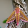 Elephant Hawk-moth - Deilephila elpenor | Fotografijos autorius : Dalia Račkauskaitė | © Macronature.eu | Macro photography web site