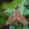 Elephant Hawk-moth - Deilephila elpenor | Fotografijos autorius : Žilvinas Pūtys | © Macronature.eu | Macro photography web site