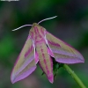 Elephant Hawk-moth - Deilephila elpenor | Fotografijos autorius : Gediminas Gražulevičius | © Macronature.eu | Macro photography web site