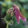 Elephant Hawk-moth - Deilephila elpenor | Fotografijos autorius : Rasa Gražulevičiūtė | © Macronature.eu | Macro photography web site