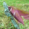 Elephant Hawk-moth - Deilephila elpenor | Fotografijos autorius : Linas Mockus | © Macronature.eu | Macro photography web site