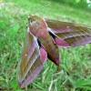 Elephant Hawk-moth - Deilephila elpenor | Fotografijos autorius : Linas Mockus | © Macronature.eu | Macro photography web site