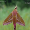 Elephant Hawk-moth - Deilephila elpenor | Fotografijos autorius : Darius Baužys | © Macronature.eu | Macro photography web site