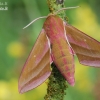 Elephant Hawk-moth - Deilephila elpenor | Fotografijos autorius : Arūnas Eismantas | © Macronature.eu | Macro photography web site