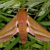 Elephant Hawk-moth - Deilephila elpenor | Fotografijos autorius : Rimantas Stankūnas | © Macronature.eu | Macro photography web site