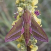 Elephant Hawk-moth - Deilephila elpenor | Fotografijos autorius : Žilvinas Pūtys | © Macronature.eu | Macro photography web site