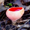 Elf Cup - Sarcoscypha sp. | Fotografijos autorius : Romas Ferenca | © Macronature.eu | Macro photography web site