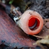 Elf Cup and something inside | Fotografijos autorius : Saulius Drazdauskas | © Macronature.eu | Macro photography web site