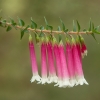 Epacris longiflora | Fotografijos autorius : Žilvinas Pūtys | © Macrogamta.lt | Šis tinklapis priklauso bendruomenei kuri domisi makro fotografija ir fotografuoja gyvąjį makro pasaulį.