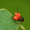 Erkės - acarina | Fotografijos autorius : Vidas Brazauskas | © Macrogamta.lt | Šis tinklapis priklauso bendruomenei kuri domisi makro fotografija ir fotografuoja gyvąjį makro pasaulį.