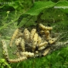 Ermine moth - Yponomeuta sp., catterpilars | Fotografijos autorius : Algirdas Vilkas | © Macronature.eu | Macro photography web site