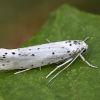 Ermine moth - Yponomeuta sp. | Fotografijos autorius : Kazimieras Martinaitis | © Macronature.eu | Macro photography web site