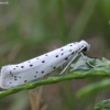 Ermine moth - Yponomeuta sp. | Fotografijos autorius : Vytautas Gluoksnis | © Macronature.eu | Macro photography web site